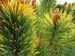 Сосна обыкновенная Аурея  Pinus sylvestris Aurea 